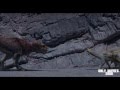 Dinosaur - Stand together HD