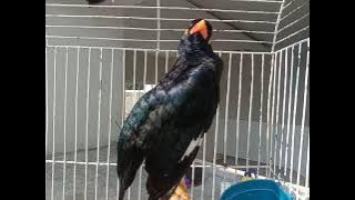 Ajaib burung beo bisa zikir viral