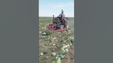 Harvesting process of Hami melons- good machinery can improve work efficiency