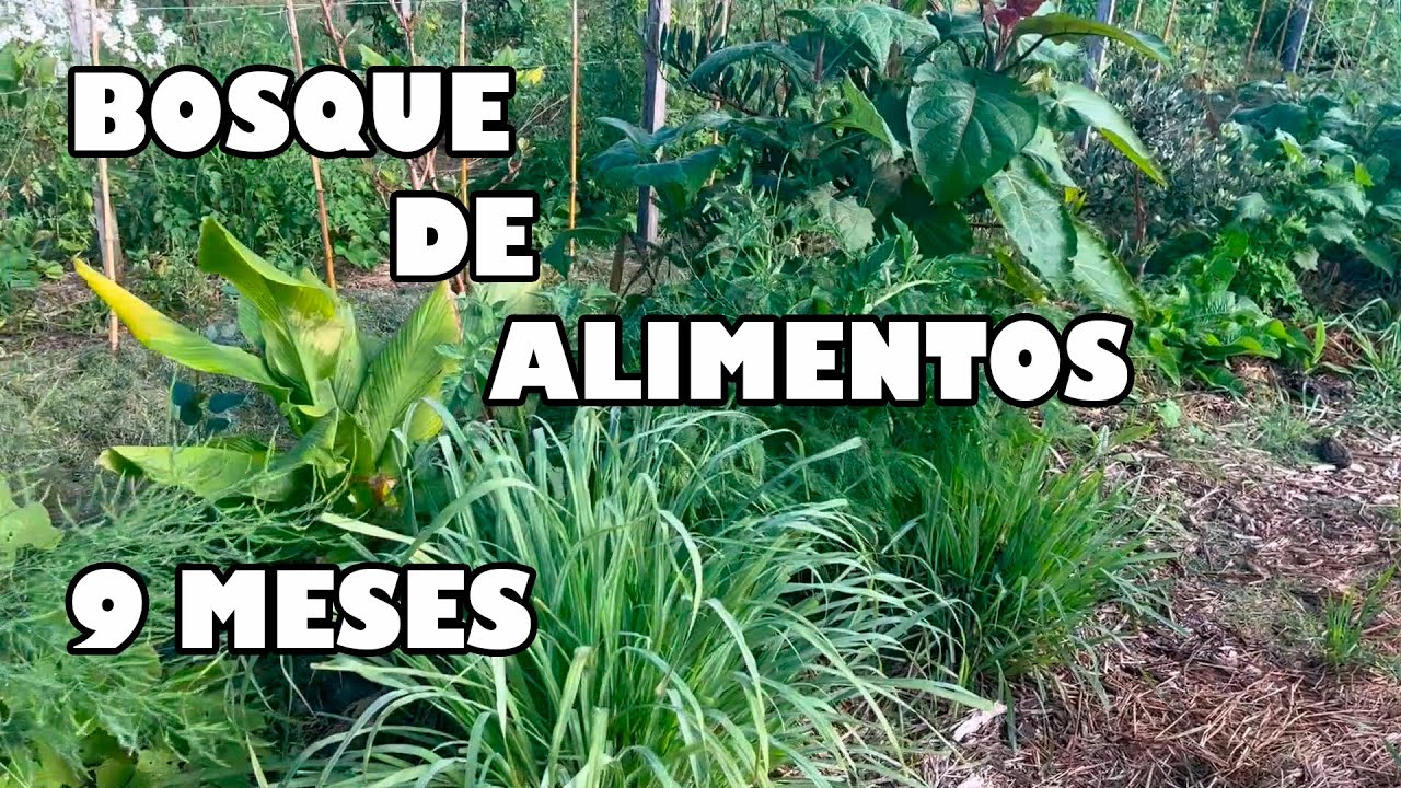 De SUELO EROSIONADO a BOSQUE DE ALIMENTOS ABUNDANTE En 9 Meses - Sintropía & PuraVida