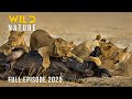 NORTH LUANGWA | Where Wildlife Reigns and Survival is Law #naturedocumentaries | Wild Nature