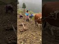 Rural Life in China