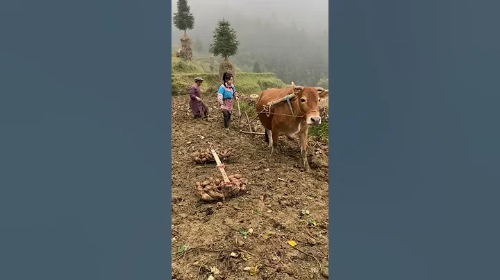 Rural Life in China - DayDayNews
