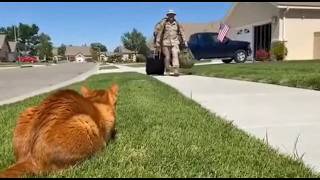 Download Lagu 🐈 🥰🥰 How Do Cats React When Dad Returns After Years? #cat MP3