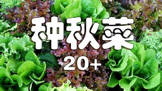 种秋菜20+   8月9月种什么菜  vegetables to plat now for a fall harvest