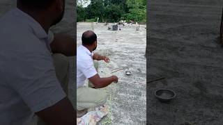 आज एक कबूतर पकड़ा 😱 Today i catched one pigeon in my tarrish 🕊️#pigeon #kabutar #petshorts #birds