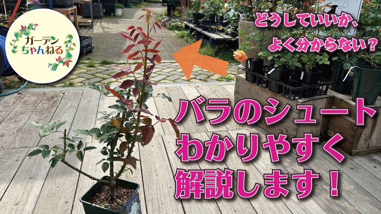 【完璧に理解できる】バラのシュートの扱い方