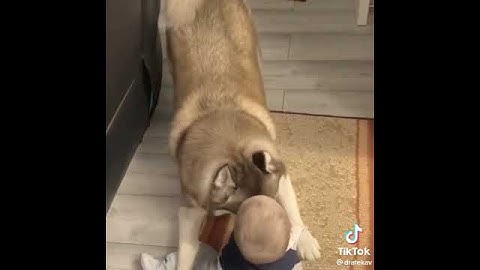 Những khoảnh khắc hài hước và thú vị của thú cưng Best funny pet tiktok video Cre: dratekav