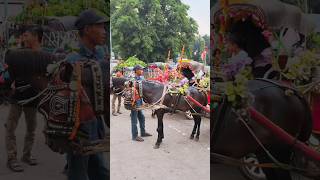 naik delman istimewa #laguanakanak #lagupopuleranakindonesia #kuda