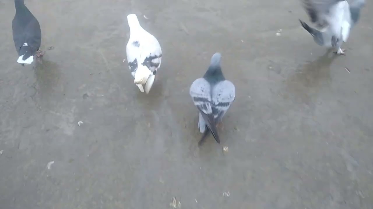 BİR SÜRÜ KUŞ GETİRDİM YENİ GELİŞMELER YAVRU ÖLDÜ