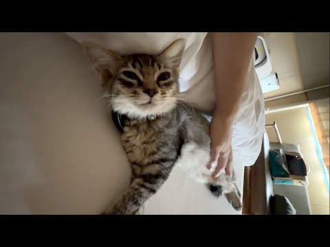 朝のこてんが二度寝するまでのASMR🎤【ナイスなゴロゴロ音】