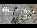 peregrine falcon parenting『隼・子育てする』
