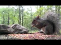 Eastern Gray Squirrel (Video for dogs and cats to watch...)