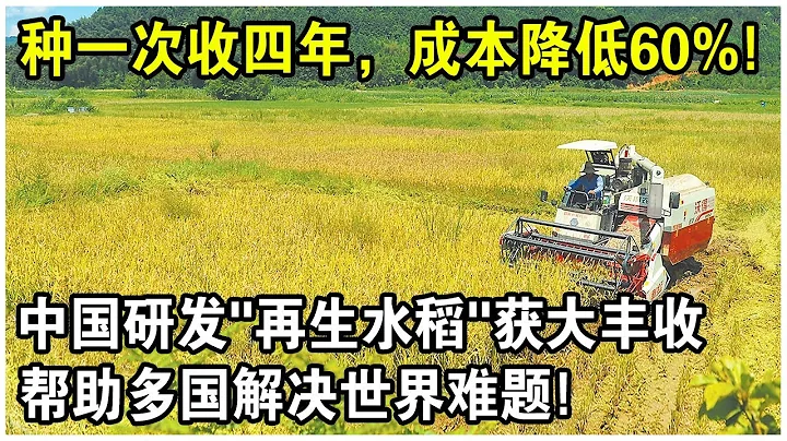 種一次能吃四年，成本降低60%！中國最新研發「再生水稻」實現大豐收！幫助一帶一路國家解決世界難題？ - 天天要聞