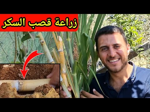 زراعة قصب السكر في المنزل ستفاجئك سهولة زراعته وكمية انتاجه