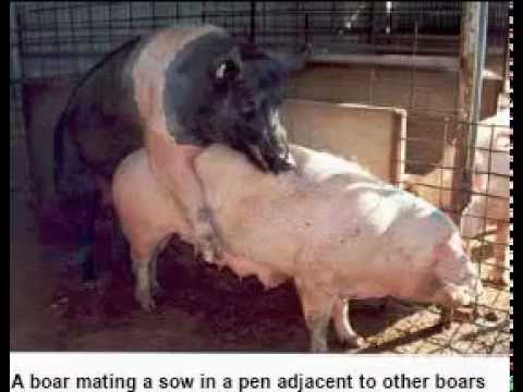 diffrent breeds of pigs