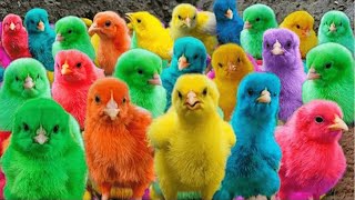 World Cute Chickens, Colorful Chickens, Rainbows Chickens, Cute Ducks, Cat, Rabbits,Cute Animals 🐤🪿🐳