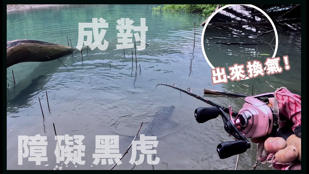 【追尋米虎ep6】一個水漂拆散一對情侶!竹林中的換氣黑虎!#魚虎 #路亞釣魚 #toman