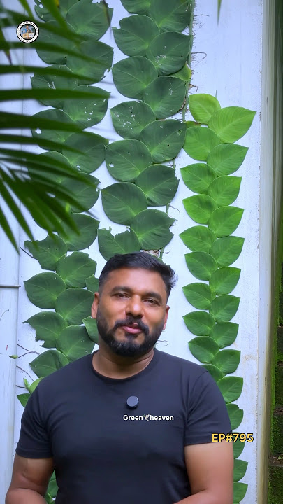 morningvibe#795#ഹായ് ഹായ് ഹായ് ശരിക്കും ഹായ്🤗#HAYI PLNT full blooms Malayalam video. 🍃🥰🍃