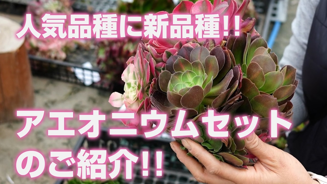 多肉植物】人気品種に新品種!!アエオニウムセットのご紹介