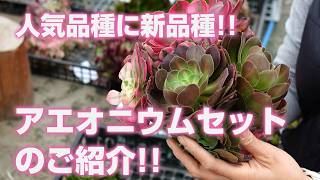 多肉植物】人気品種に新品種!!アエオニウムセットのご紹介