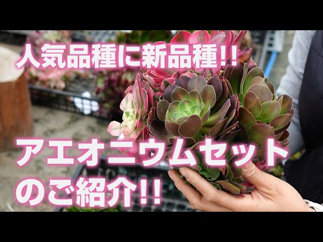 多肉植物】人気品種に新品種!!アエオニウムセットのご紹介