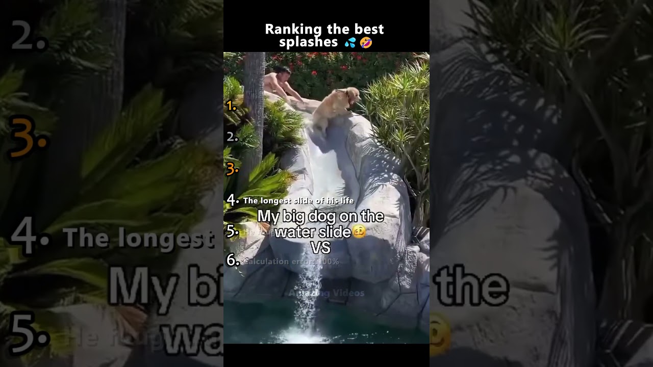 У вашей собаки когда-нибудь случались «эпические неудачи» возле воды?