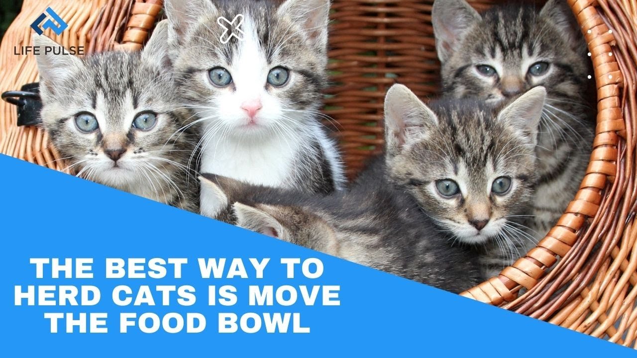 WW #586 - The Best Way to Herd Cats is to Move The Food Bowl