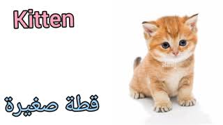 نطق كلمة قطه صغيره بالانجليزي