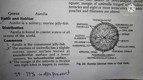 aurelia classification, habitat and comments zoology practical bsc1 best handwritten study notes