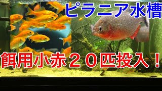 ピラニアナッテリーに小赤２０匹投入！追いかけるのが下手すぎ！