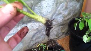 Permakultur-Garten 22 - Tomatenstecklinge Machen