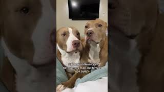 Unveiling The Unique Characteristics: Male Vs. Female Pitbulls | Pitbull Facts