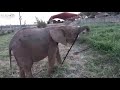 Two year old elephant, Khanyisa plays with a very long pipe in her garden