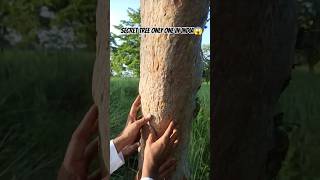 Mysterios tree only one in India ?. ytshorts viral shortvideos shorts