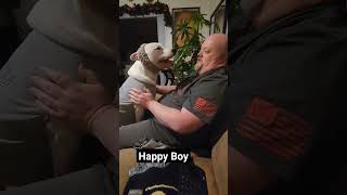 Is He Gay Dog? #shortvideo #pitbull #shorts #short #funnydogs #pitbulldog