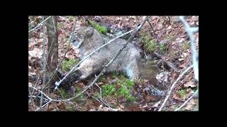 TRAPPING NOVA SCOTIA  2022 2023 Eps  #16