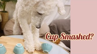 金贵犬 Youtube