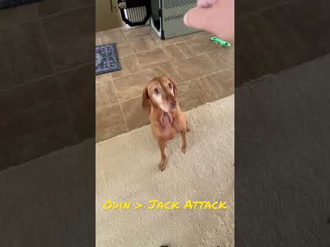 Video: „Trendy New Dog“rūšies šunų gydymas „Vizslas Go Nuts“