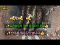 ✨️산벌🐝 점검산행(종자벌이 살아있네)