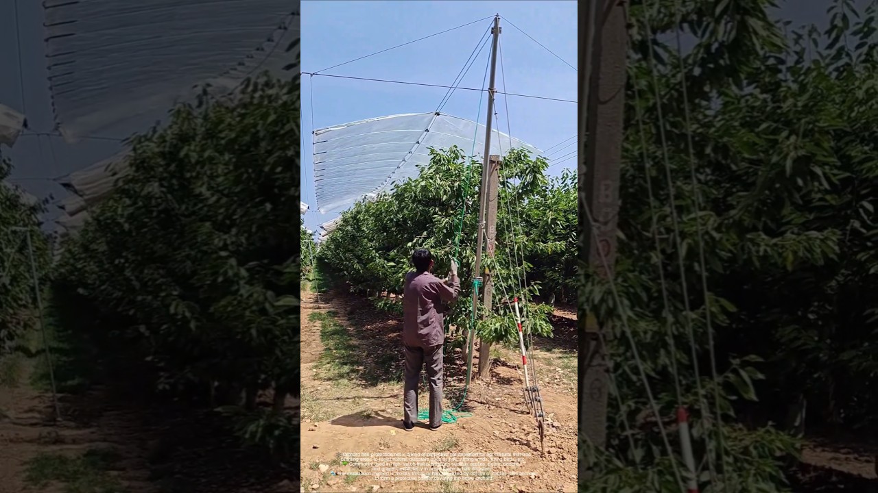 Is there hail in the sky? The secret weapon to keep your orchard intact!