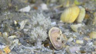 Blue Heron Bridge Night Dive with Force-E on Feb 27, 2017