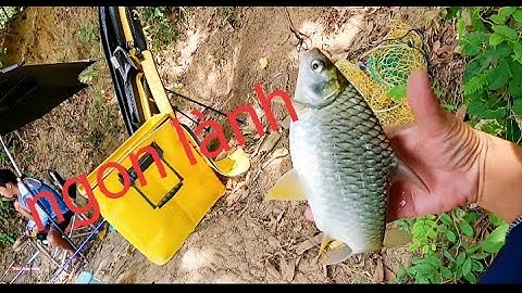 Hôm nay câu bãi nào cũng có cá cóc hết///câu cá sông Đồng nai