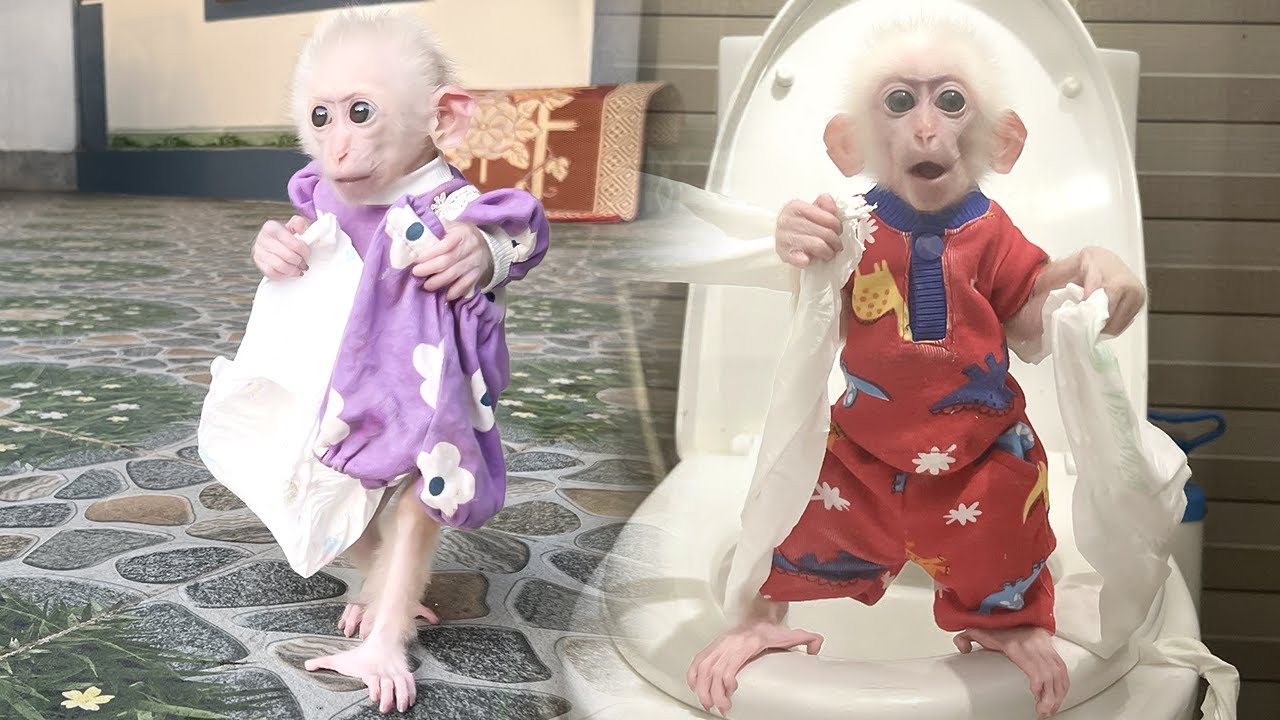 Monkey Poor's Everyday Habit!