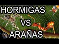 ARAÑAS Viviendo con HORMIGAS en el MEGA VIVARIO