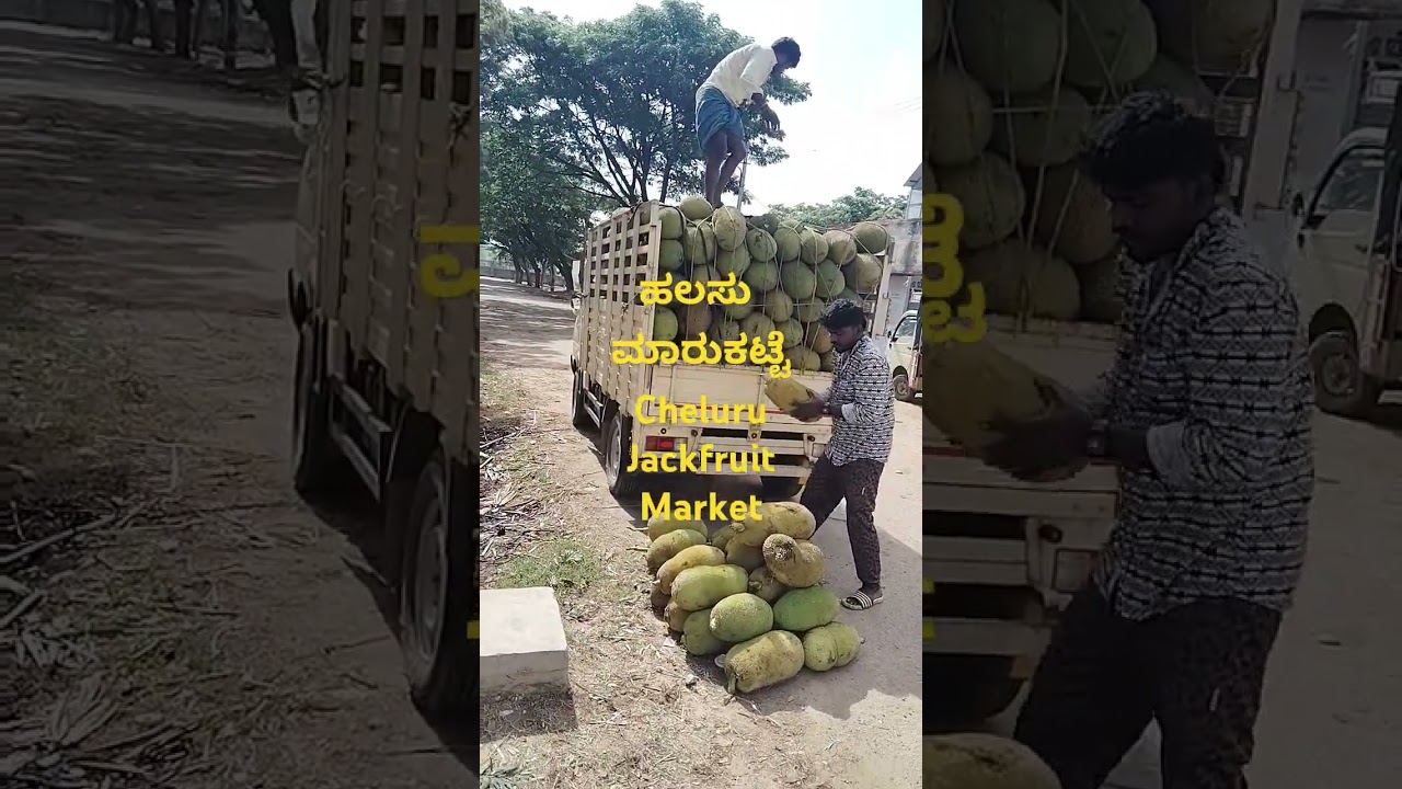 cheluru Jackfruit market @ indian  Jackfruit, 4*6*2025
