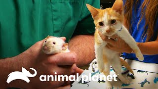 Dos tiernas criaturas son rehabilitadas por el Dr. Jeff | Dr. Jeff, Veterinario | Animal Planet