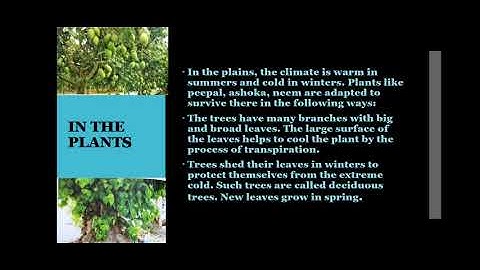 Class 4, Science, Chapter 5, Part 1 by Anubhuti Saxena