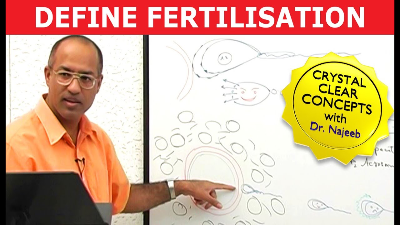 Human Fertilization | Zygote | Blastocyst | Embryology