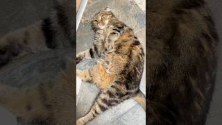 КТО ЛЕЖИТ НА ПОРОГЕ?🐯 #матьчесси #cat #порог #встреча #любовь